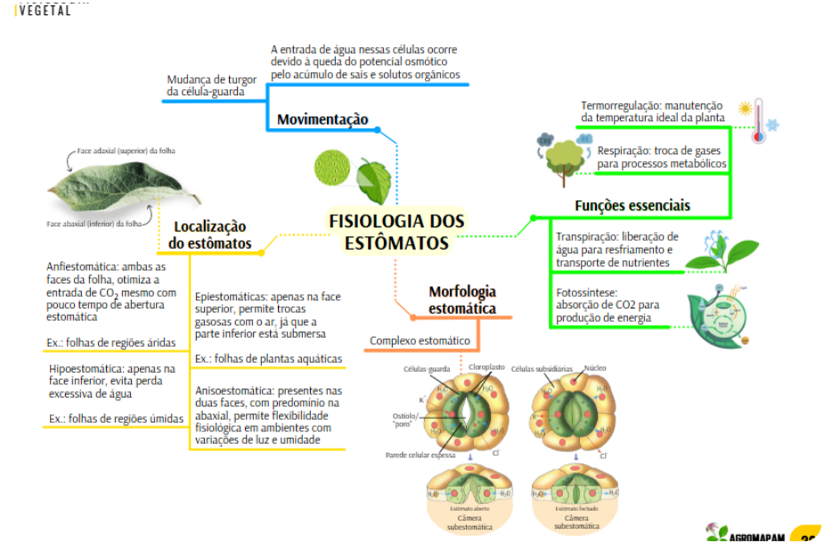 Material Agro Mapas Mentais 1