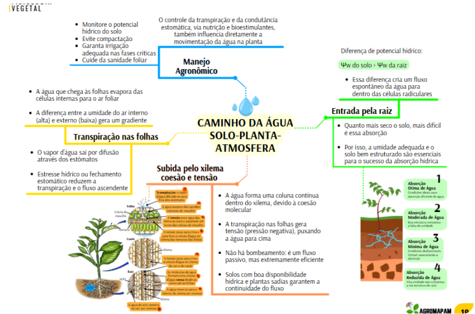 Material Agro Mapas Mentais 4