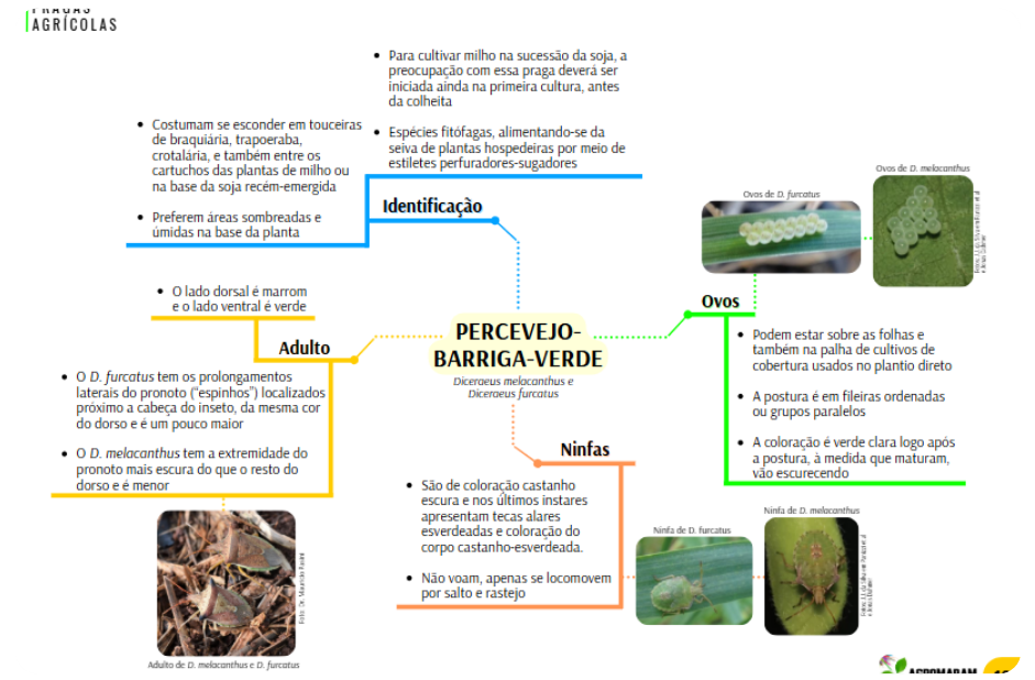 Material Agro Mapas Mentais 5